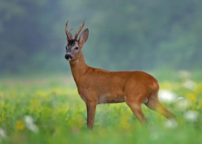 Tarska Svitanja * Mitrovac